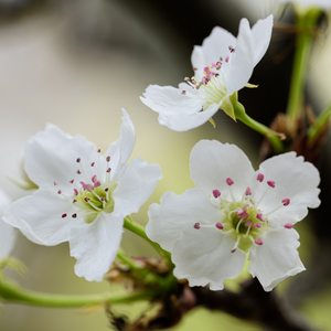 AV国产剧情MD精品磨豆
